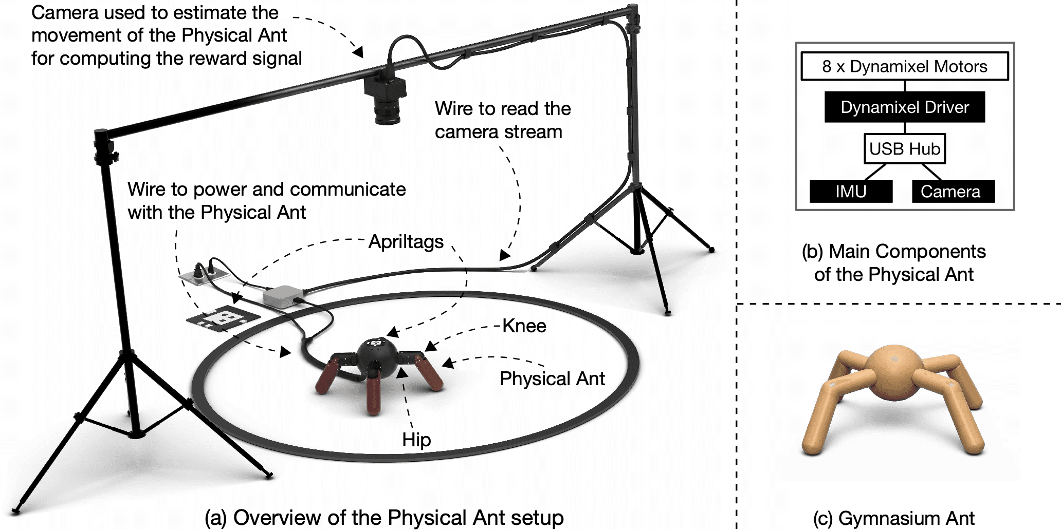 Physical Ant in its tracking arena, alongside a component diagram and a Gymnasium Ant illustration.